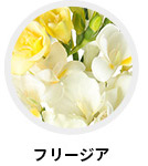 フリージア